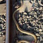 rat snake accident train kills snake