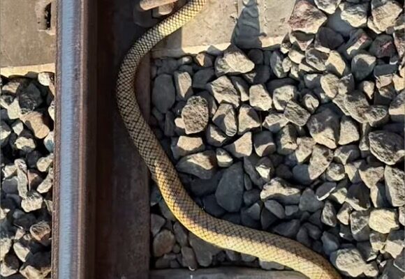 Tragic End for a Yellow Rat Snake at Mankara Railway Station #wildindia #wildlifeofindia rat snake accident train kills snake