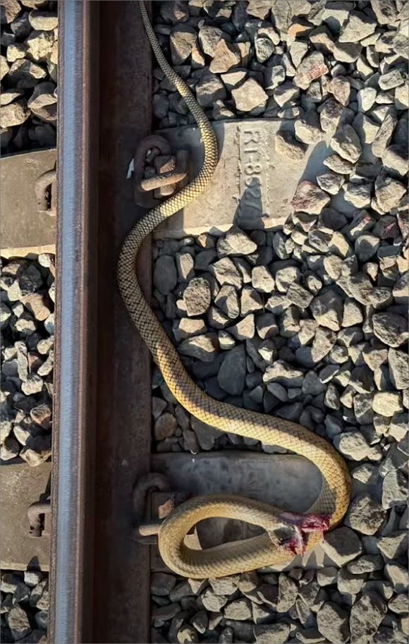 rat snake accident train kills snake